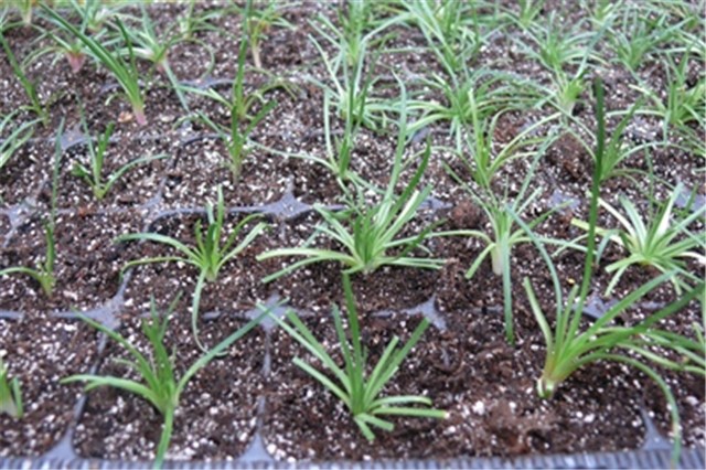 armeria